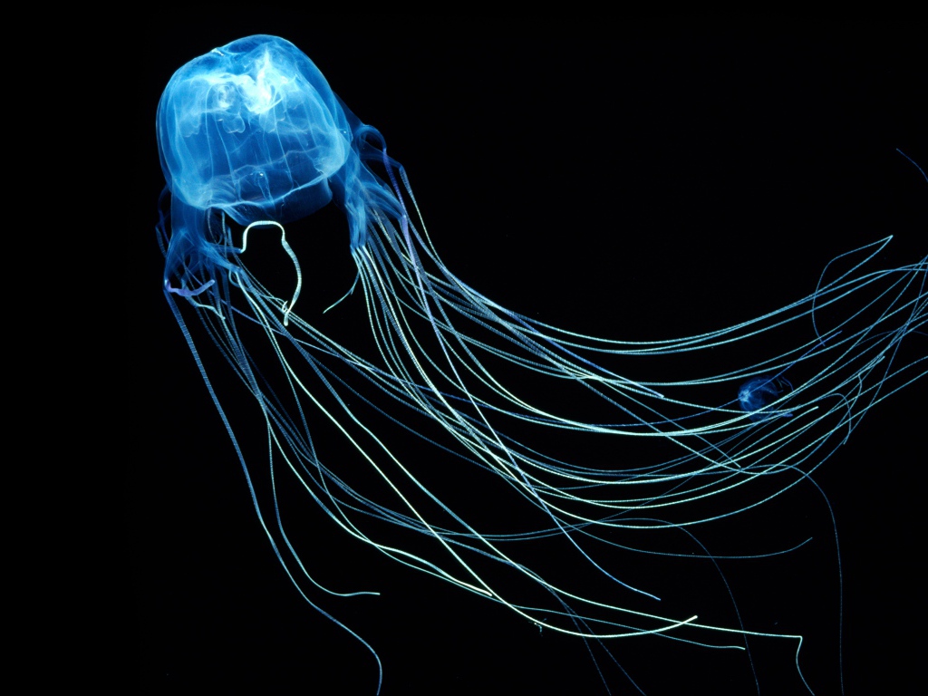 Необычная синяя Австралийская медуза на черном фоне