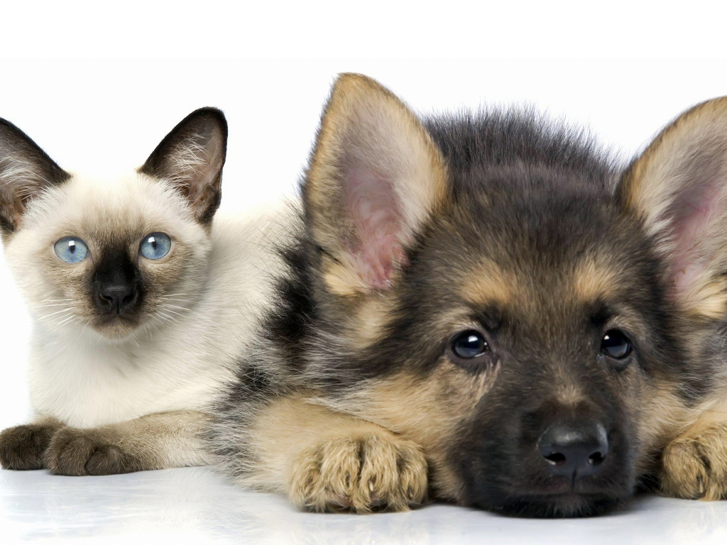 Милый голубоглазый котенок и щенок немецкой овчарки на белом фоне