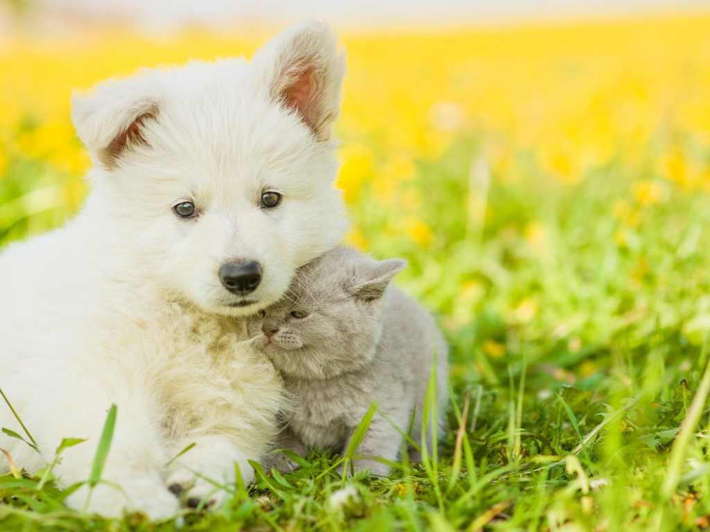 Пушистый белый щенок с серым котенком сидят на траве