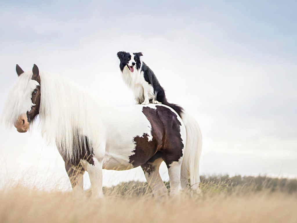 Собака сидит верхом на лошади 
