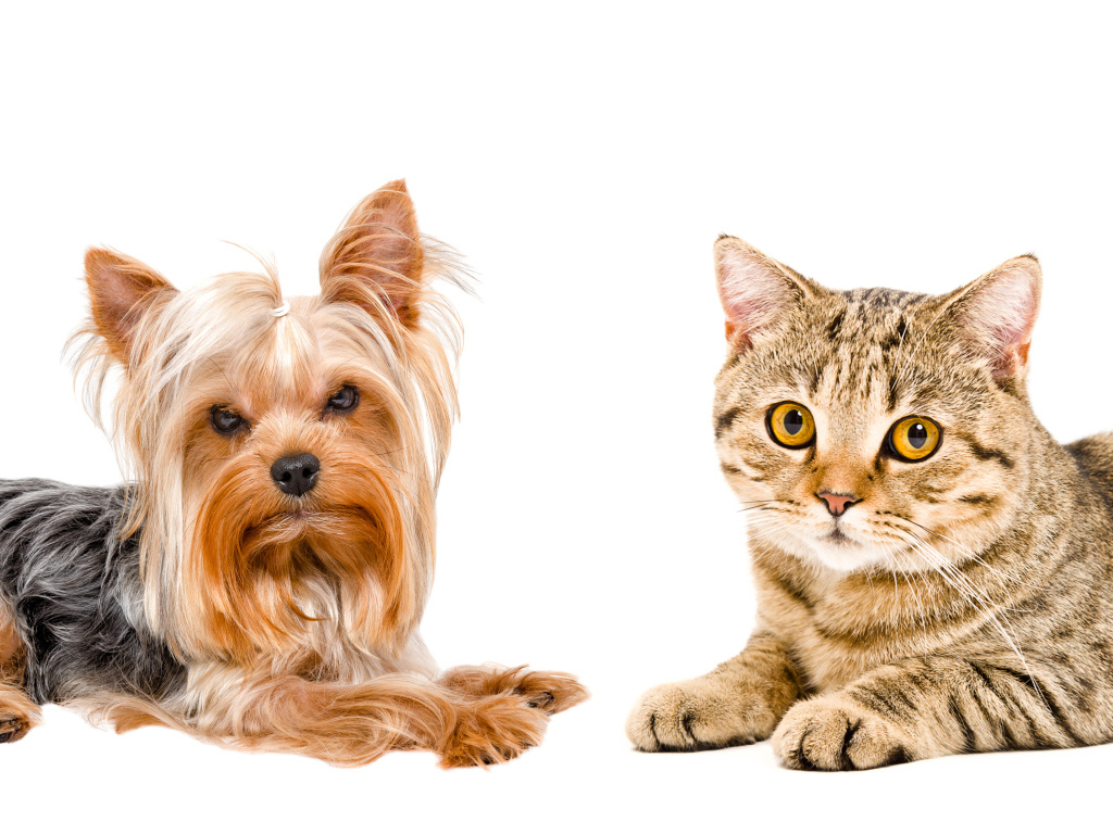 Йоркширский терьер и серый кот с желтыми глазами на белом фоне