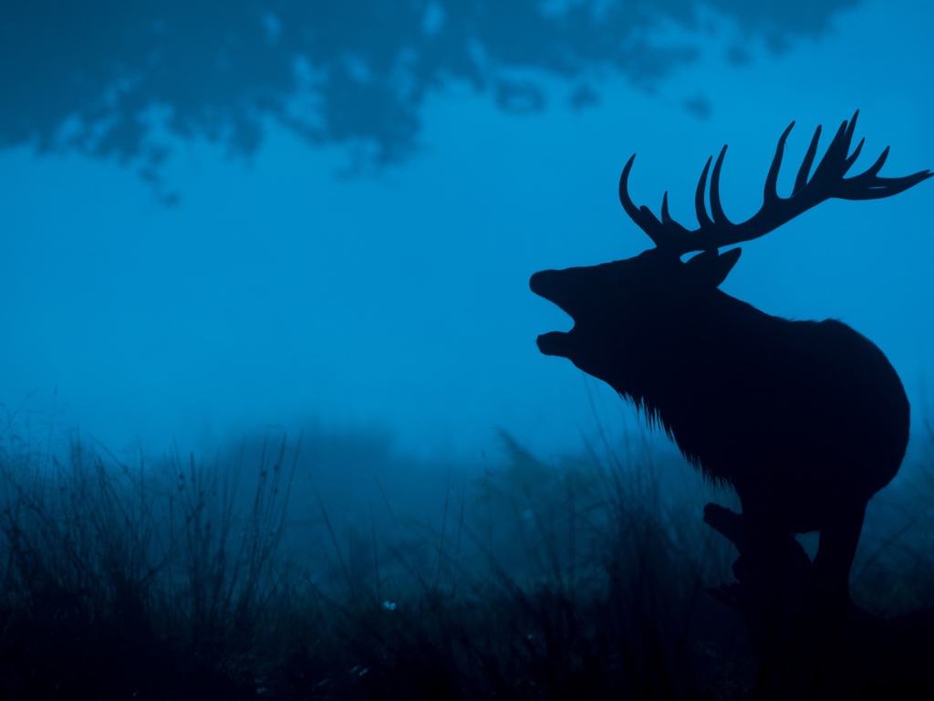 Силуэт лесного оленя 