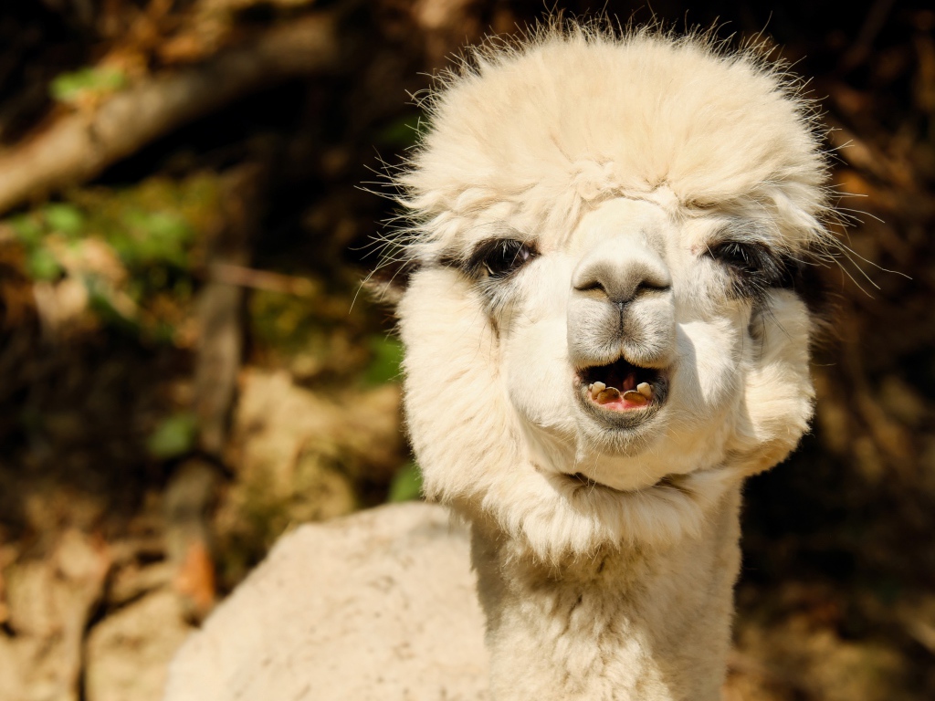 Белый детеныш Альпака