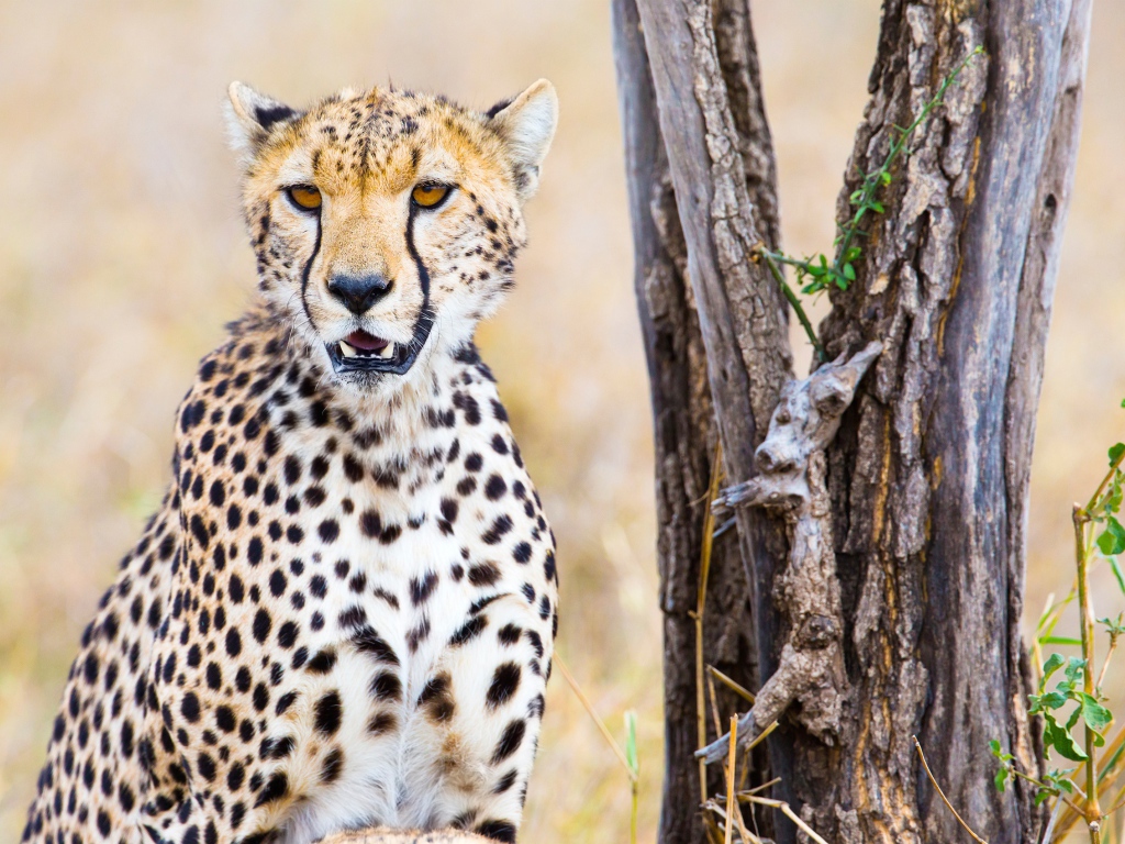 Грациозный гепард сидит у сухого дерева