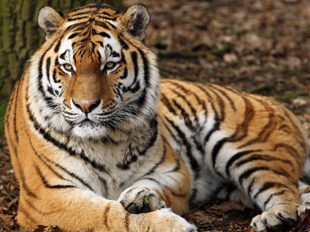 Большой красивый тигр лежит на земле