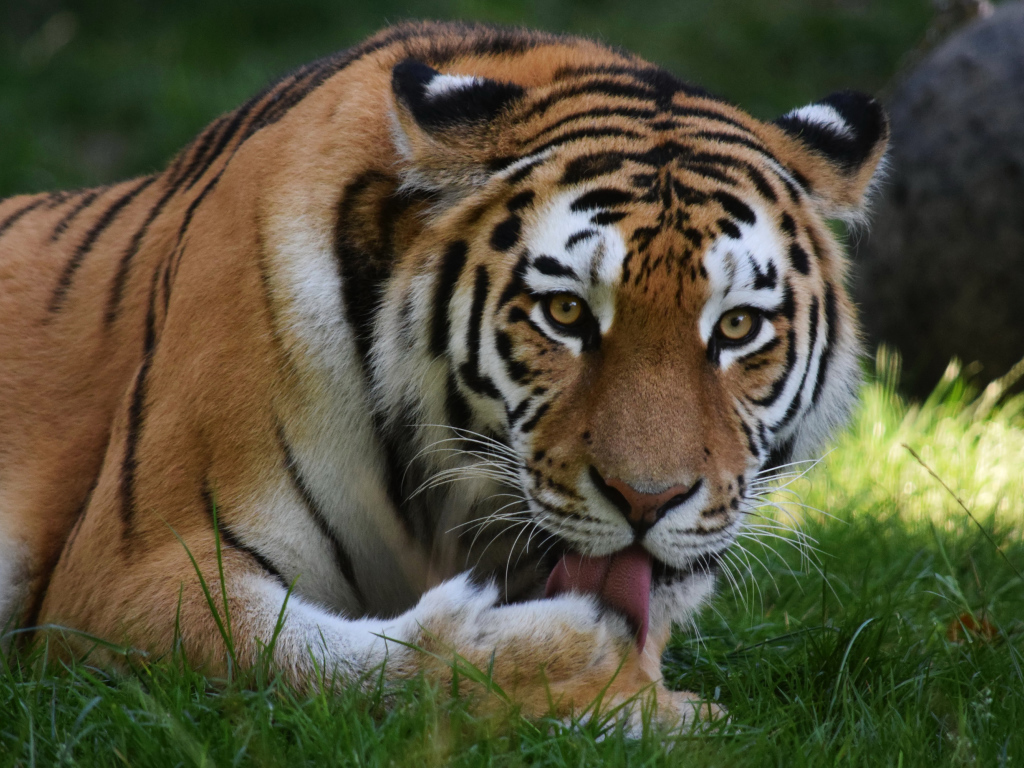 Большой тигр облизывает лапу