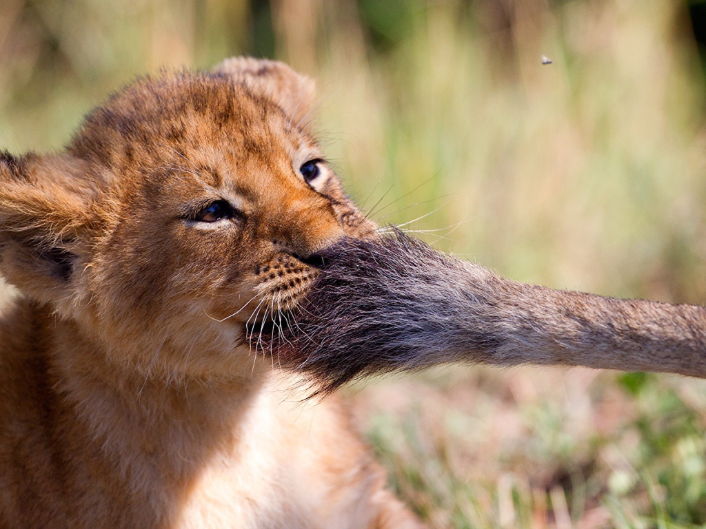 Маленький львенок играет с хвостом львицы