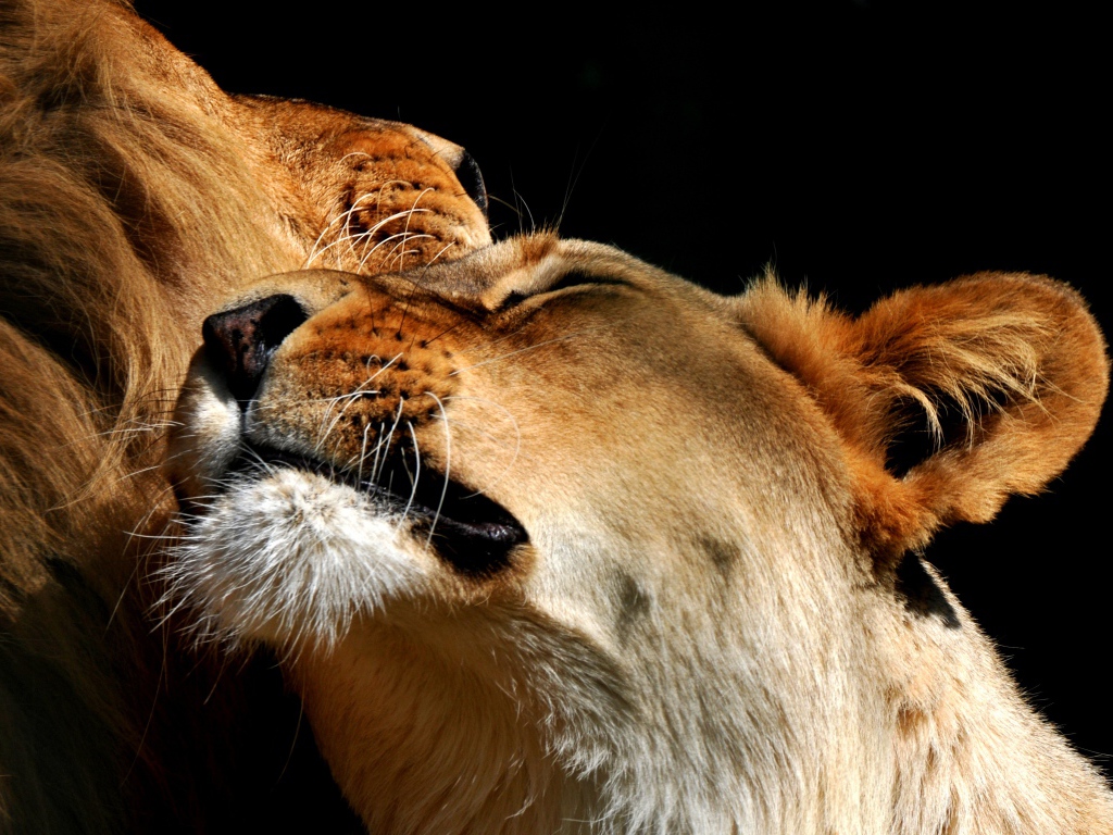Пара влюбленных львов фото на черном фоне 