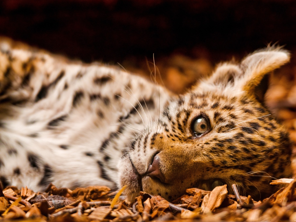 Маленький грустный ягуар