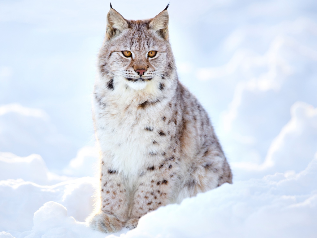 Большая красивая рысь сидит на снегу