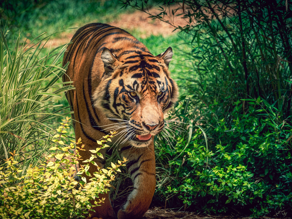 Большой красивый тигр идет по зеленой траве 