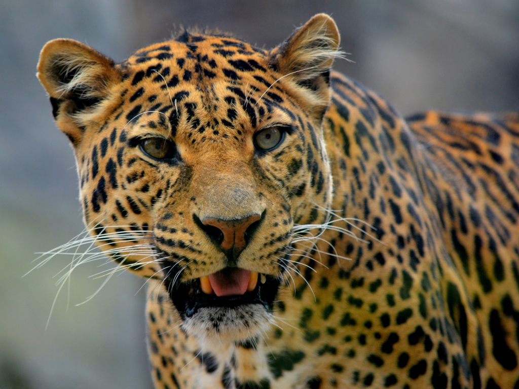 Большой пятнистый грациозный леопард фото вблизи