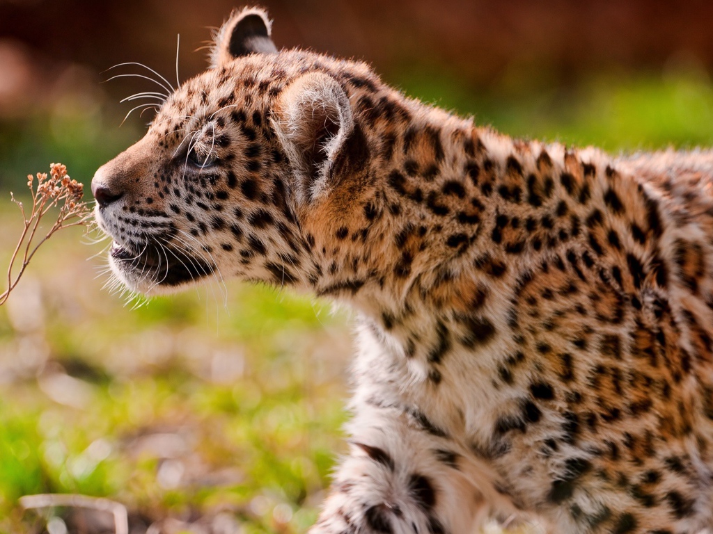 Большой пятнистый ягуар нюхает сухую траву