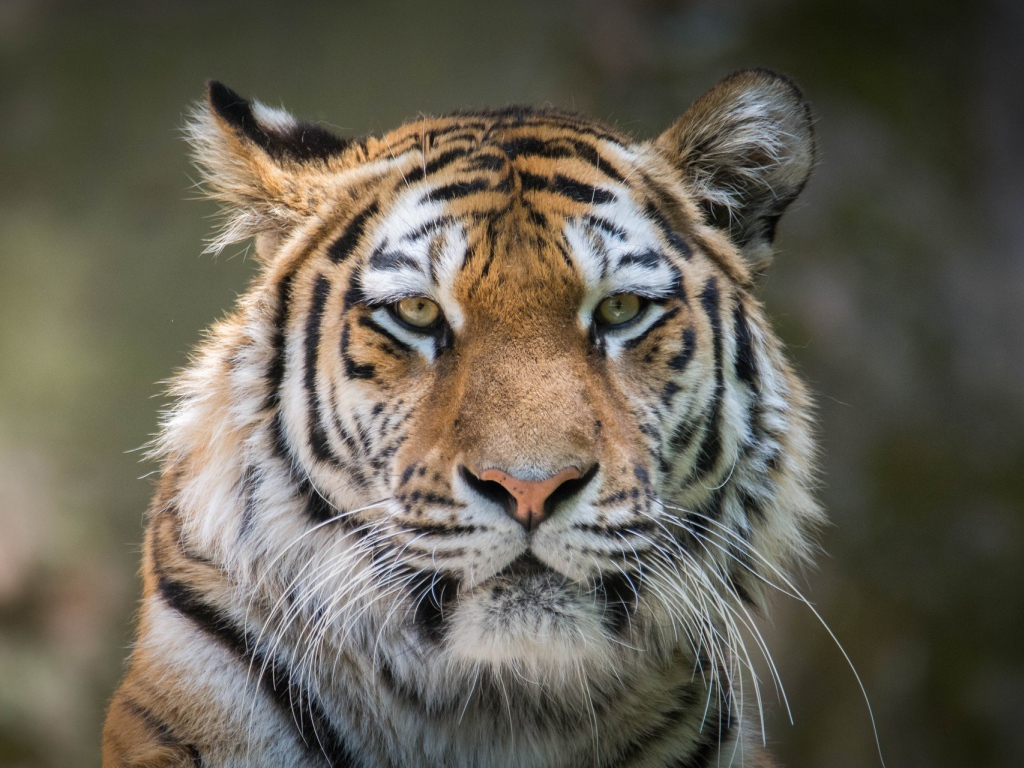 Морда большого серьезного тигра крупным планом