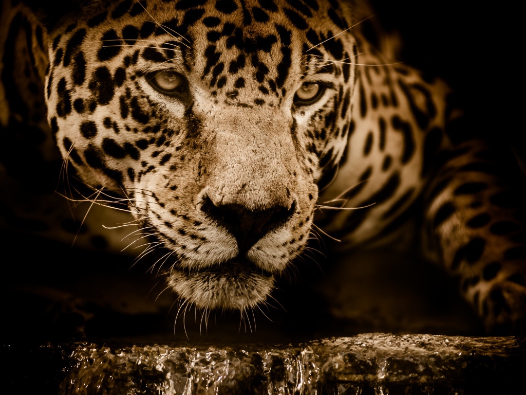 Большой эффектный ягуар