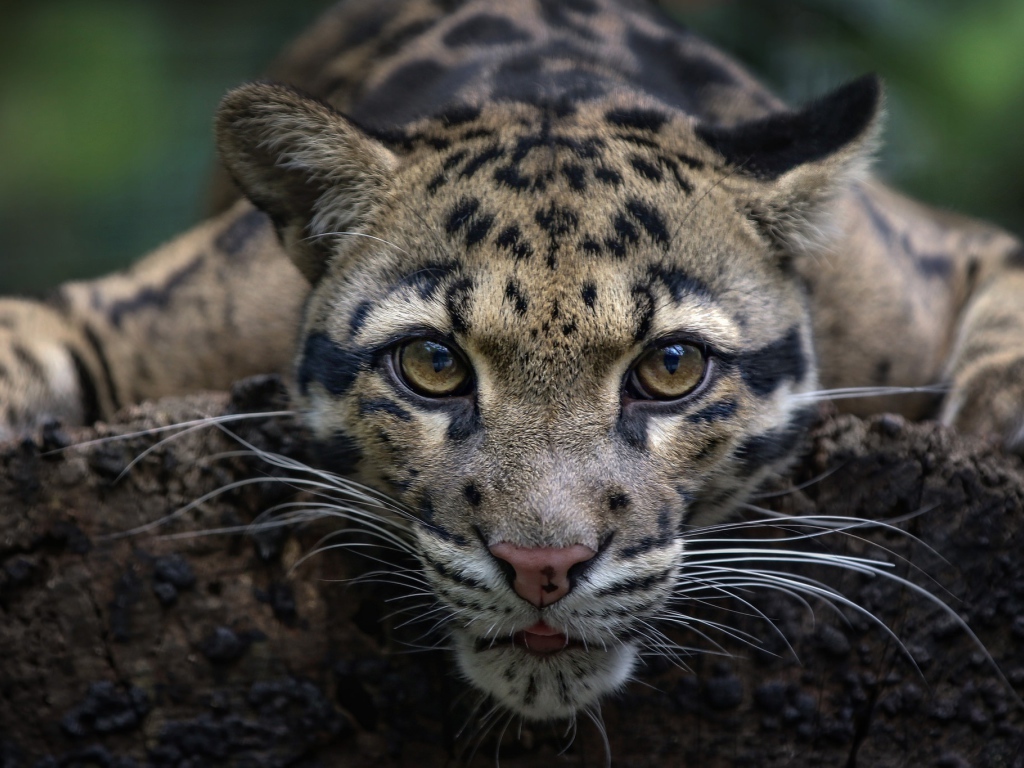 Дымчатый леопард с красивыми глазами 