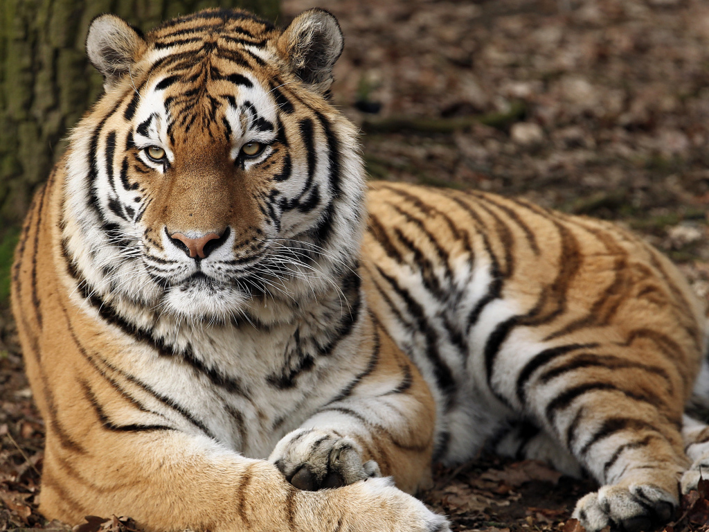 Строгий взгляд большого полосатого тигра