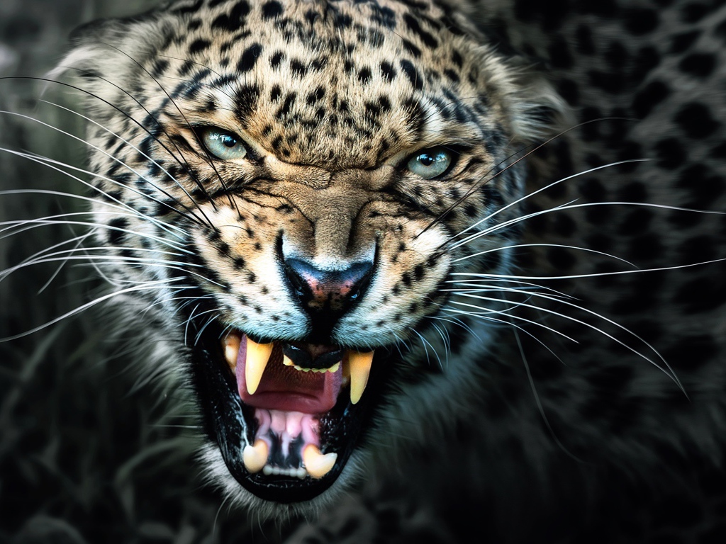 Грозный оскал красивого леопарда 