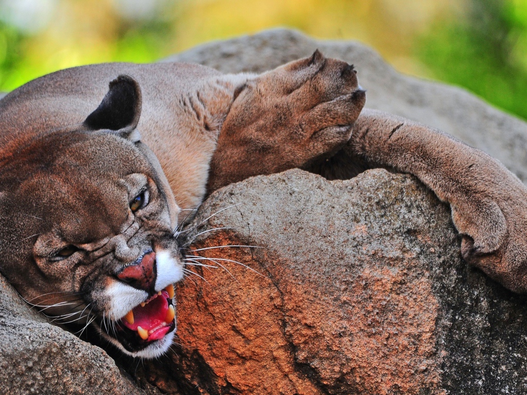 Грозная пума лежит на камне