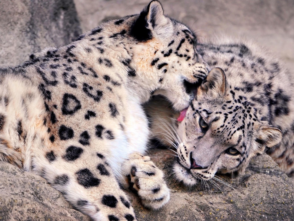 Нежная забота снежных барсов