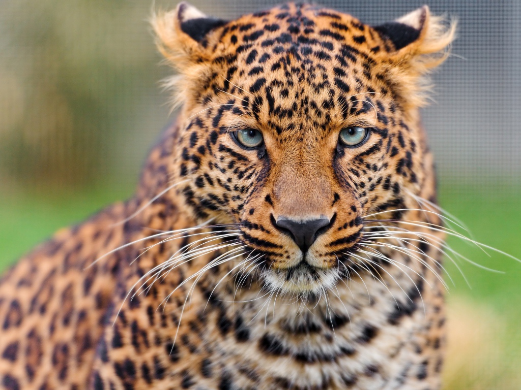 Задумчивая морда леопарда 