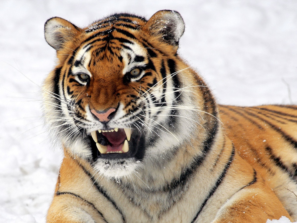 Тигр с грозным оскалом лежит на снегу
