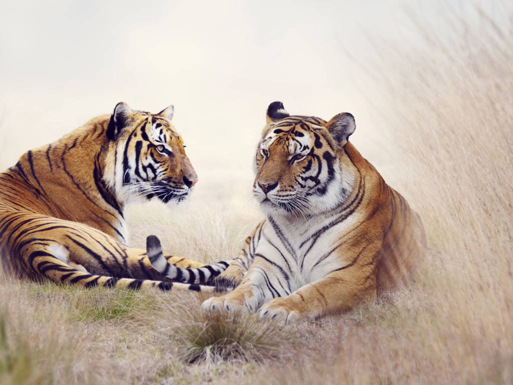 Пара тигров лежит на траве 