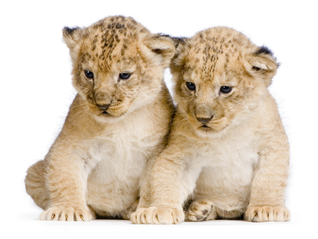 Два милых маленьких львенка на белом фоне