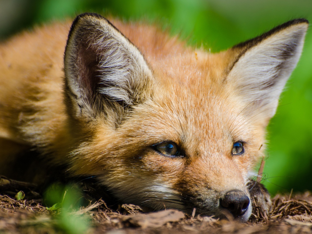 Лиса с грустной мордой лежит на сухой траве