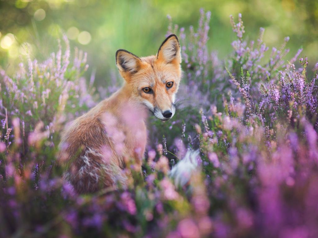 Рыжая лиса в сиреневых цветах 