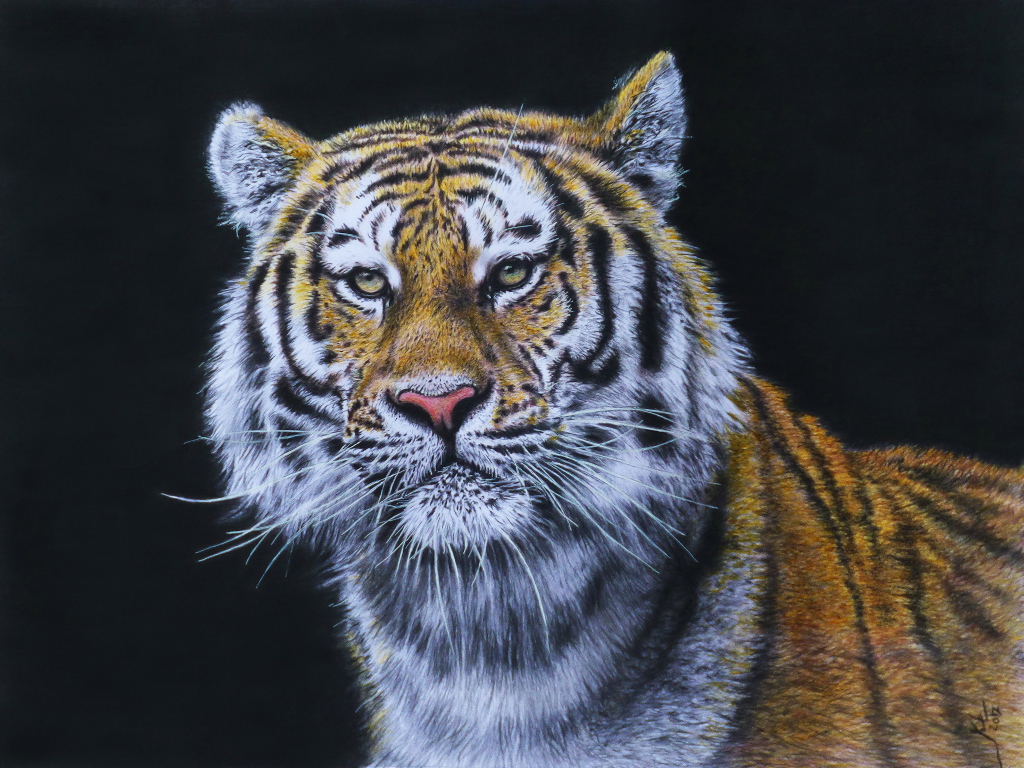 Красивый нарисованный тигр на черном фоне