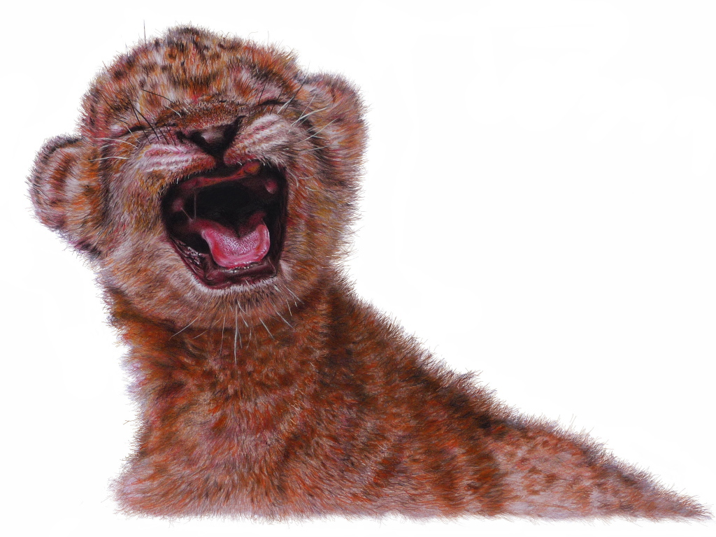 Painted little lion cub on white background