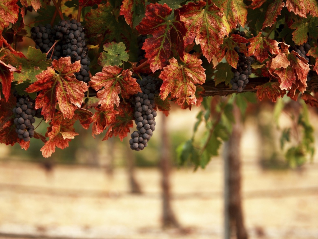 Гроздья синего винограда в желтых листьях 