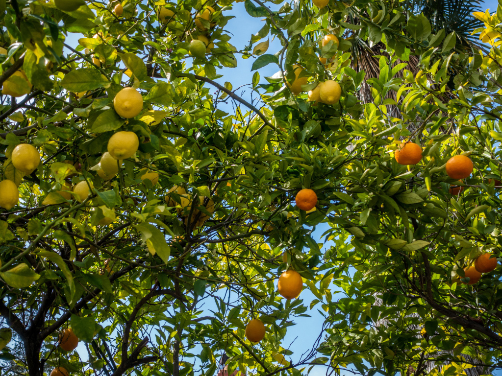 Деревья со спелыми апельсинами и лимонами