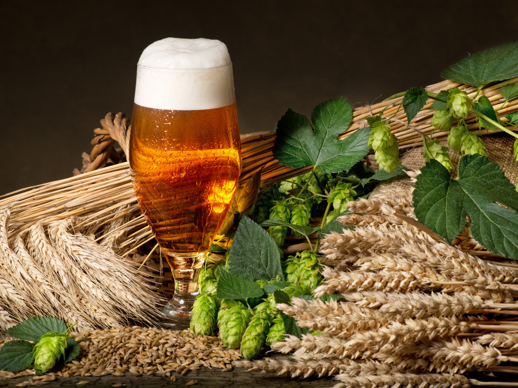 Бокал пива с хмелем и колосьями пшеницы 