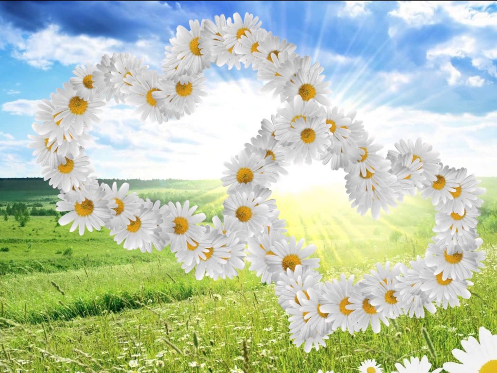 Красивые сердечки из белых ромашек 