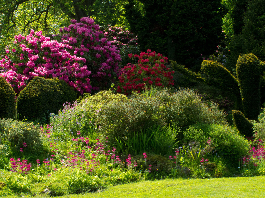 Красивые цветущие кусты роз в парке 