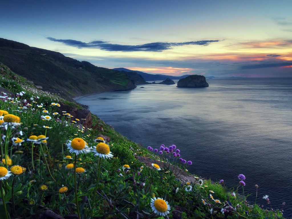 Ромашки на холме у океана 