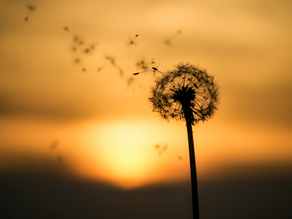 Одуванчик на закате разлетается на ветру 