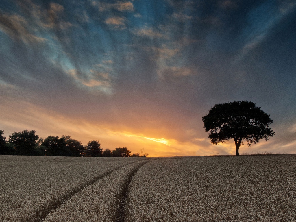 Поле пшеницы летом под красивым небом на закате солнца