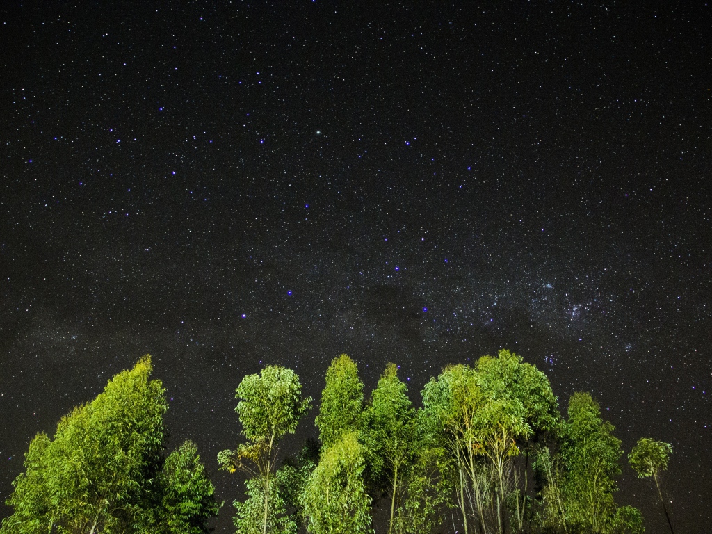 Зеленые верхушки деревьев на фоне звездного неба