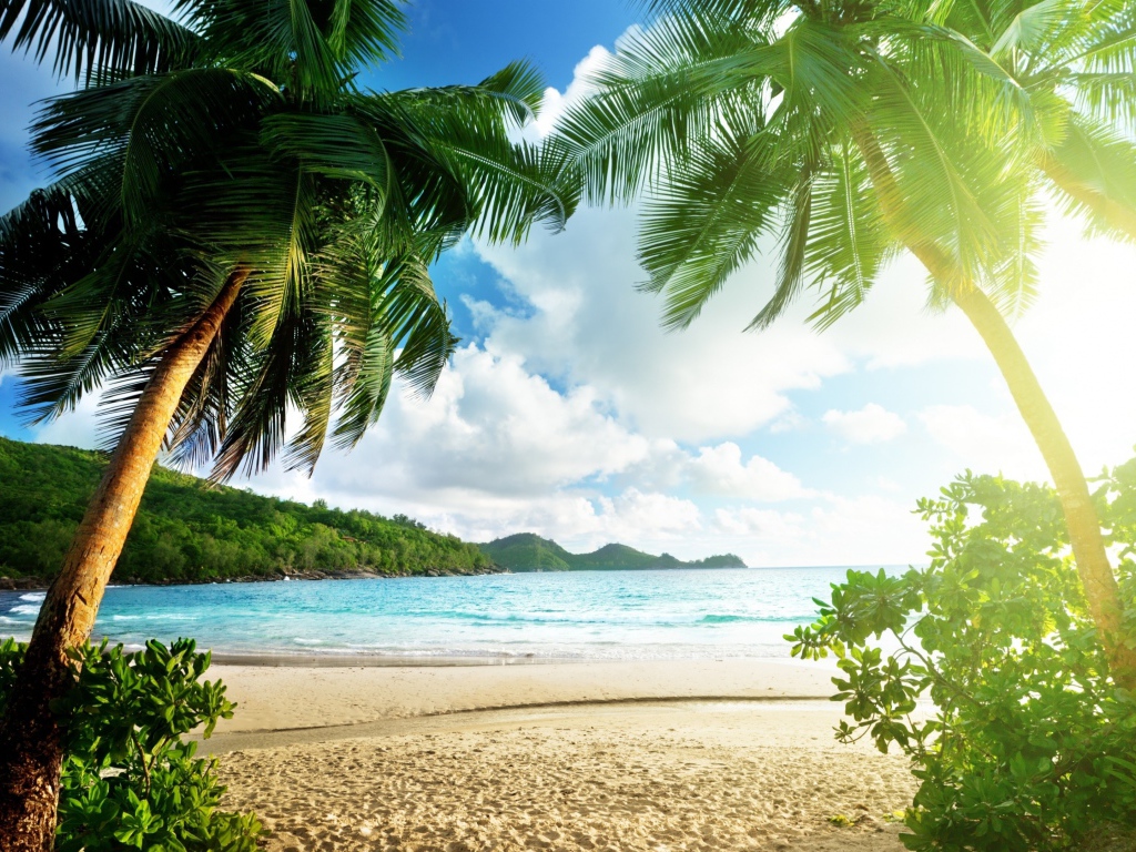 Высокие зеленые пальмы на берегу океана