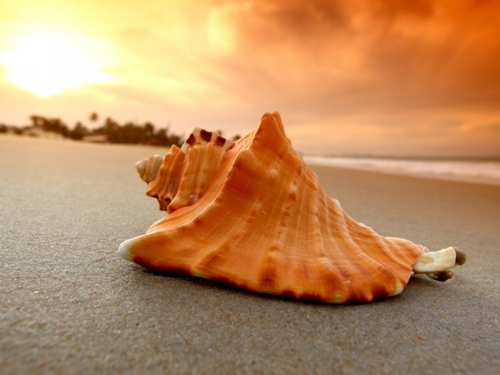 Большая ракушка лежит на горячем песке на закате солнца