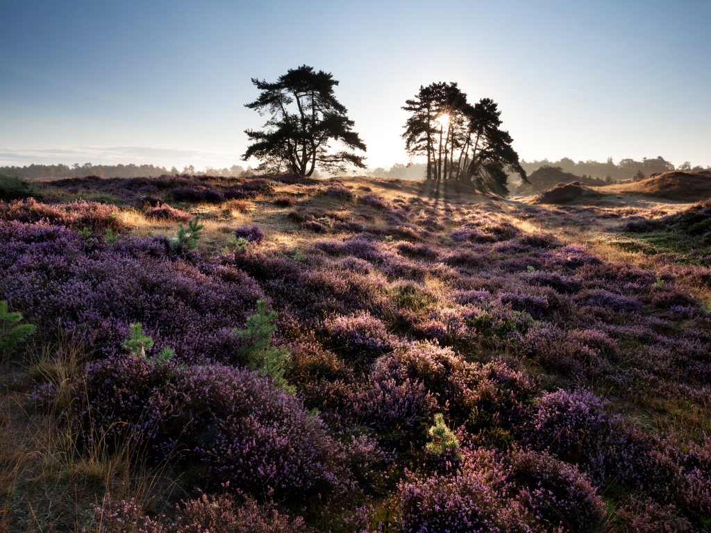 Лиловые полевые цветы и деревья в лучах солнца на рассвете