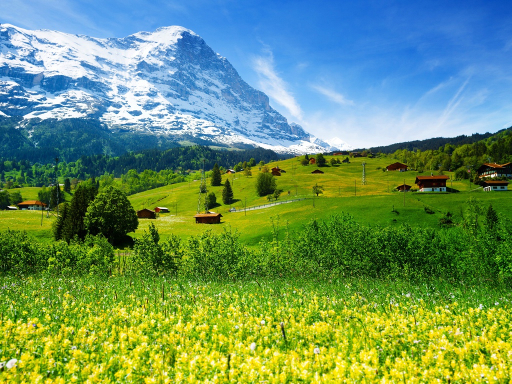 Полевые цветы и зеленые луга на фоне гор и голубого неба,  Швейцария