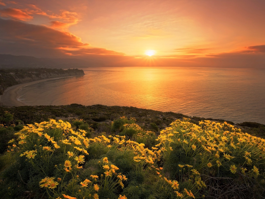 Желтые цветы на берегу океана на закате солнца