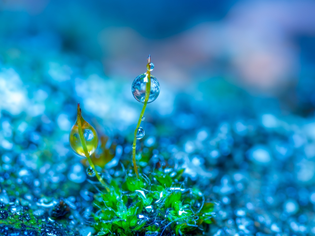 Молодой зеленый росток травы в каплях росы