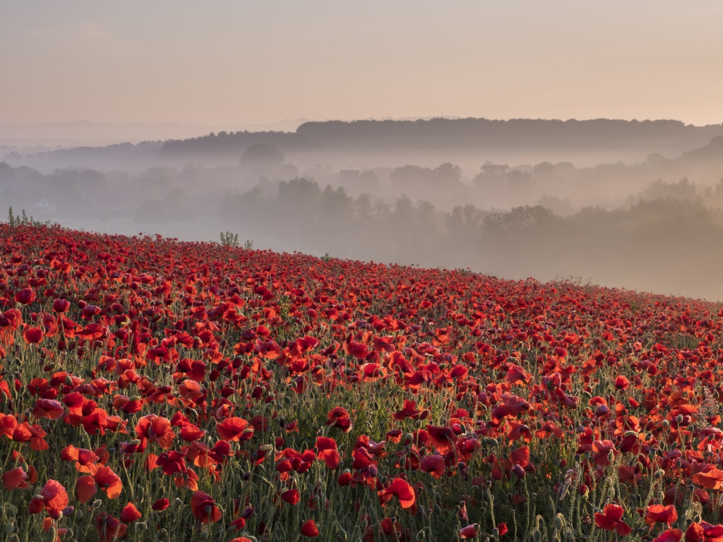 Поле красных маков в утреннем тумане