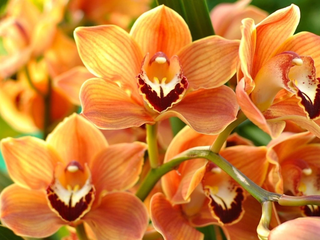 Ветка красивой экзотической оранжевой орхидеи