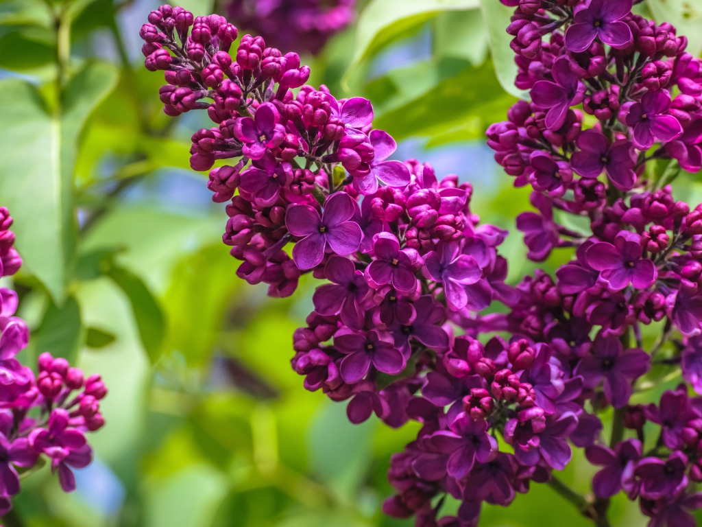 Ветка цветов сирени крупным планом